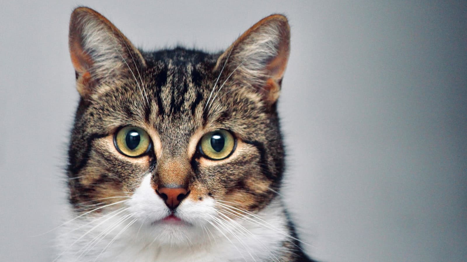 A front-facing close-up of a brown tabby cat with a white chin and chest, green eyes, and both ears fully visible, against a plain gray background.