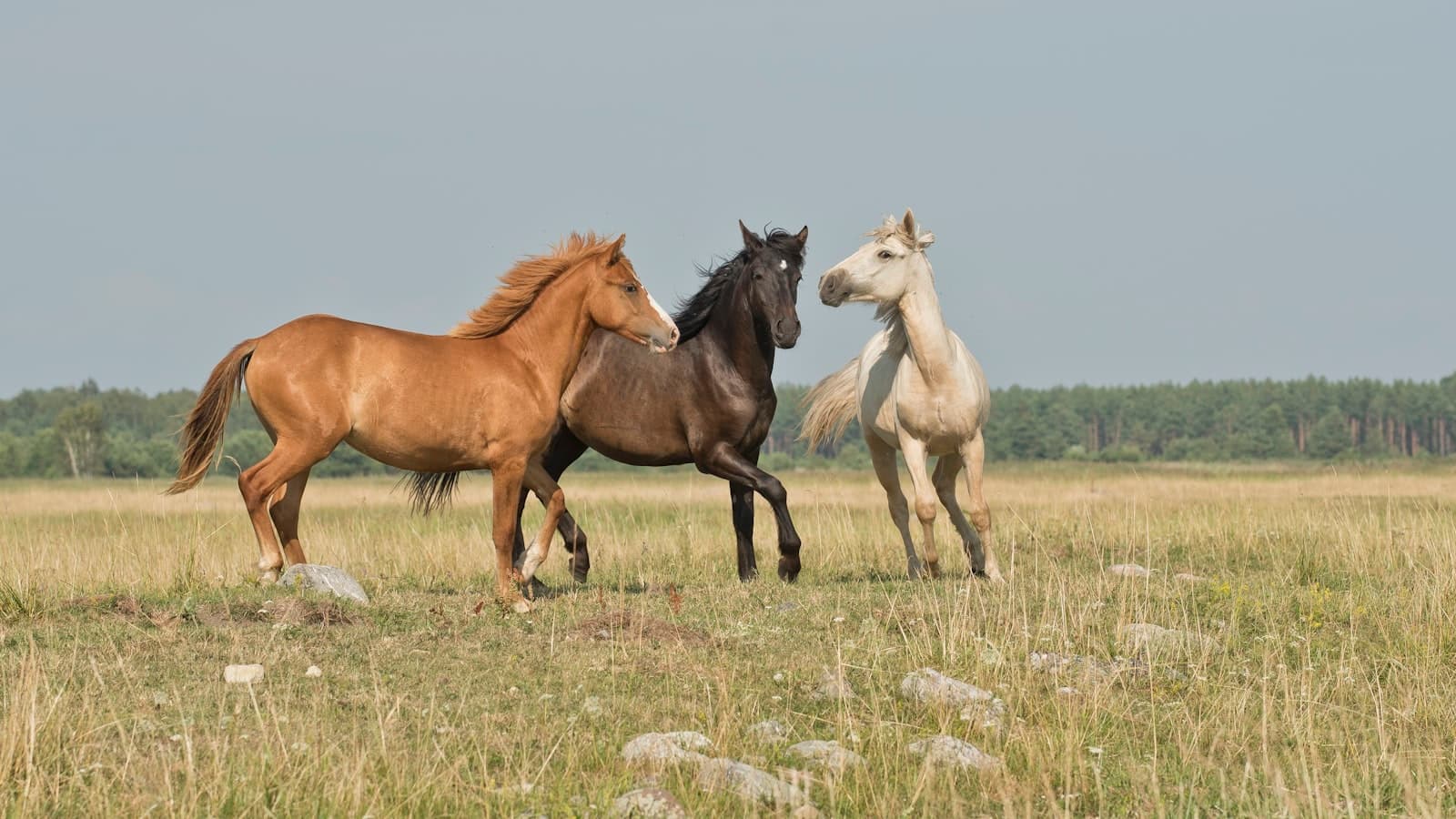 Three horses (brown, black, and white) standing together in a grassy field, no people, text, or logos visible.