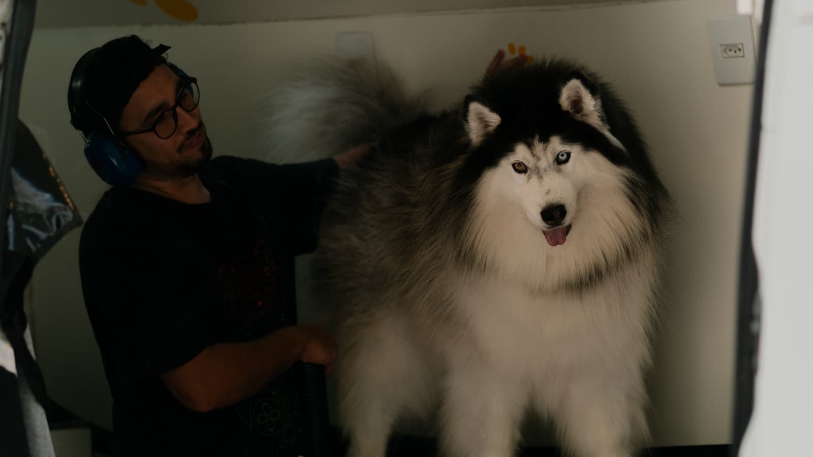 A groomer brushing a large husky inside the back of a grooming van.