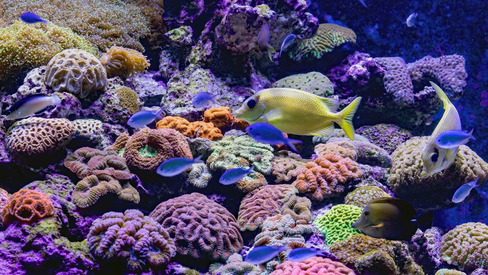 A vibrant reef tank with hard corals in purple and gold light and multiple small fish.