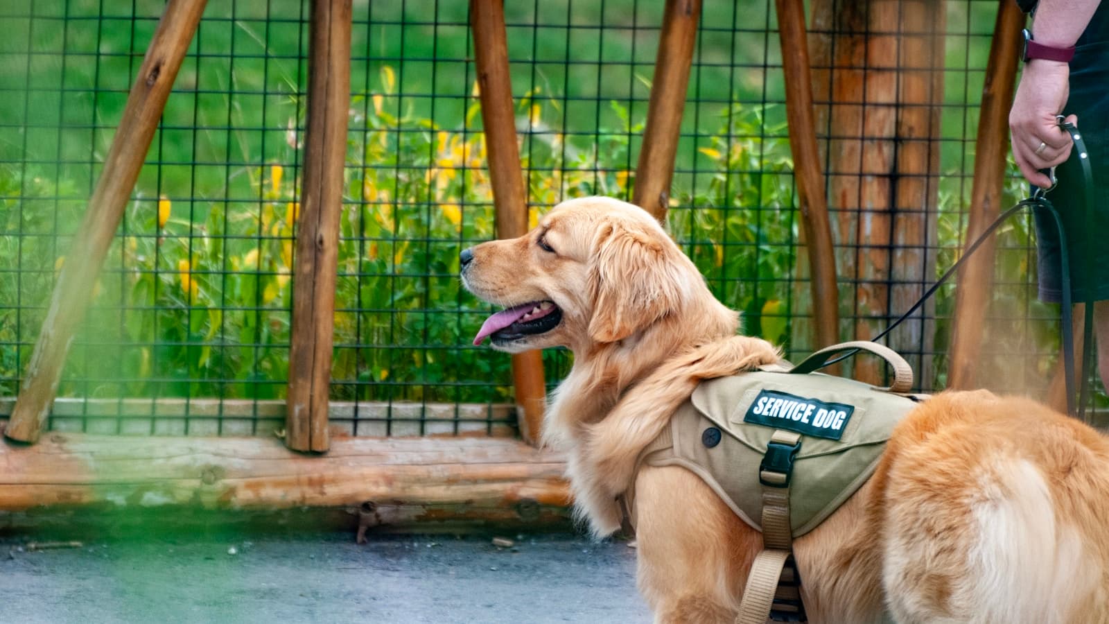 A golden retriever wearing a "Service Dog" vest and leash, standing outdoors next to its handler.