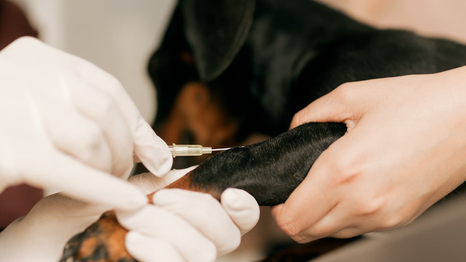Close-up of gloved hands administering an injection to a small dog's paw.