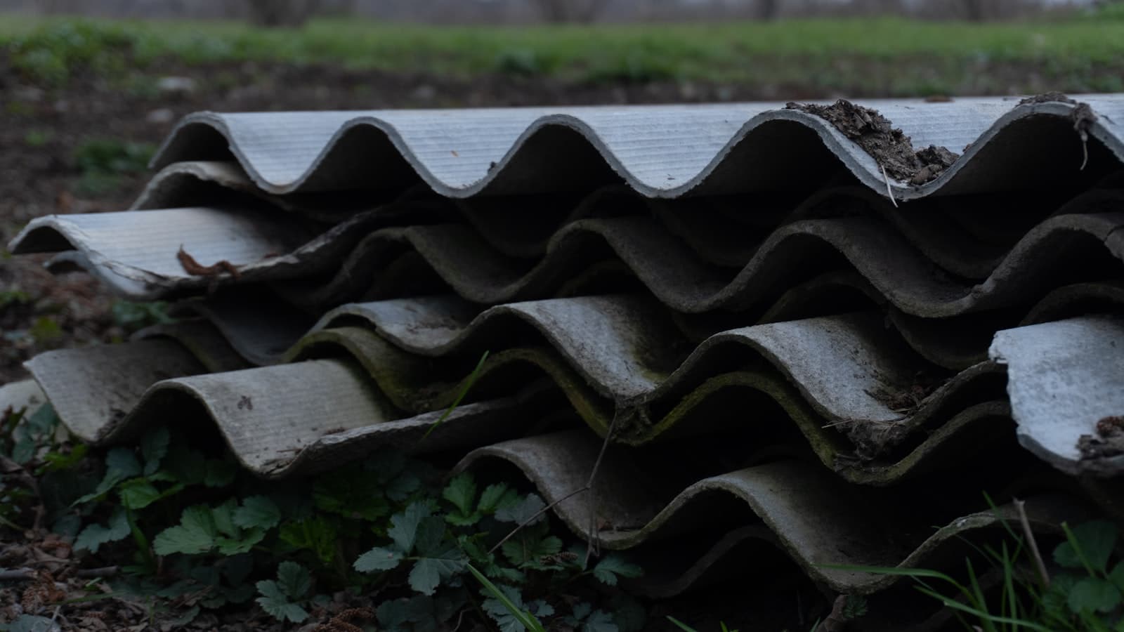 A stack of weathered corrugated asbestos-cement roofing sheets lying on the ground among plants, with no people, text, or logos visible.