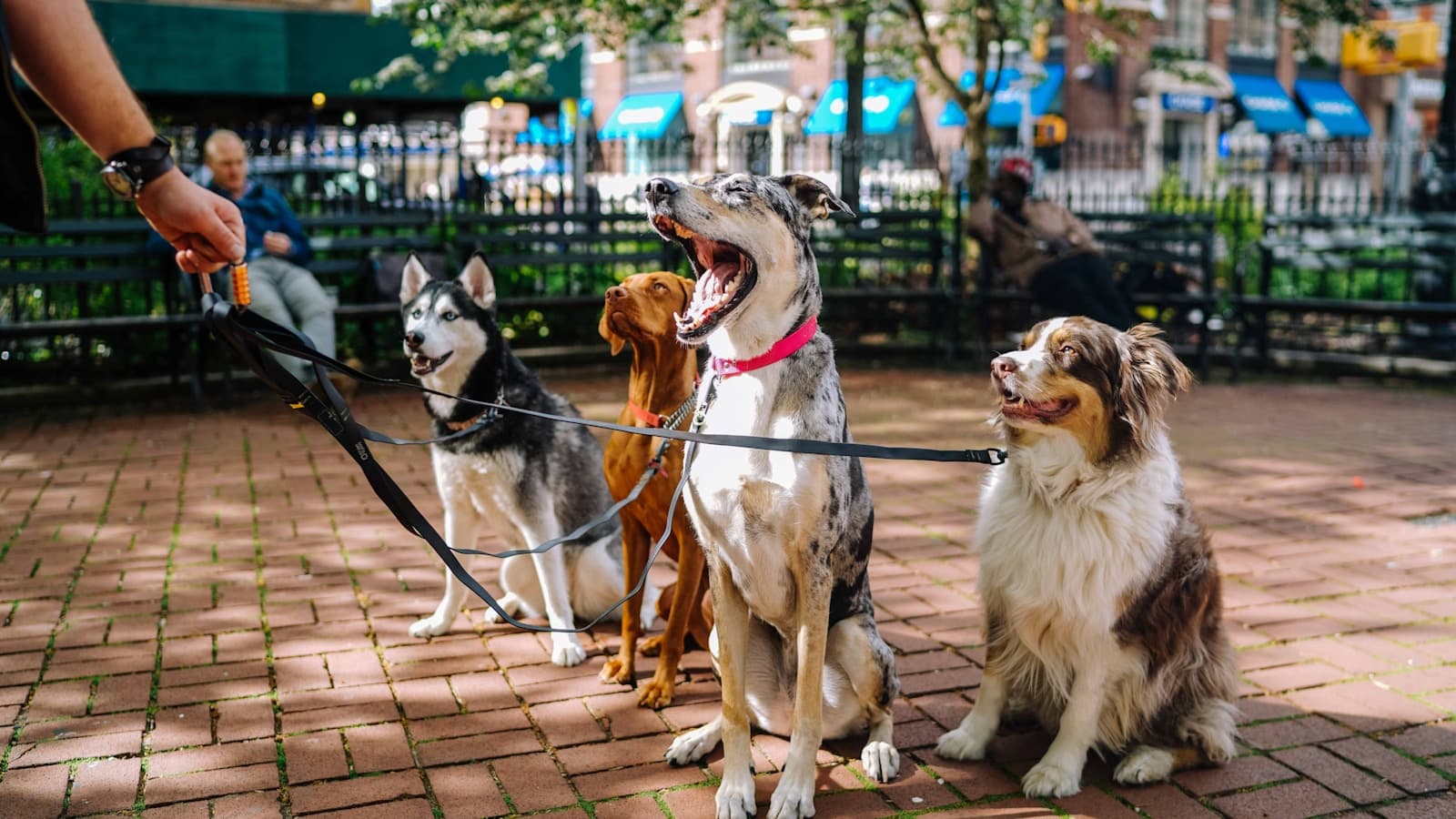 A hand holding multiple leashes with four dogs sitting attentively in a park.