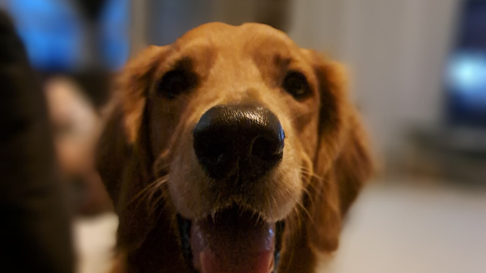 Close-up of a happy golden retriever's face looking at the camera, no humans or text in frame.