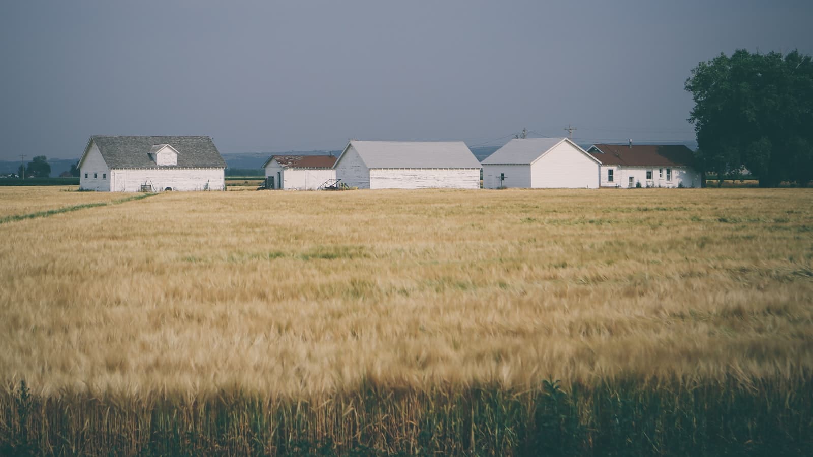 A cluster of white farm buildings behind a golden wheat field under an overcast sky, with no people or readable text.