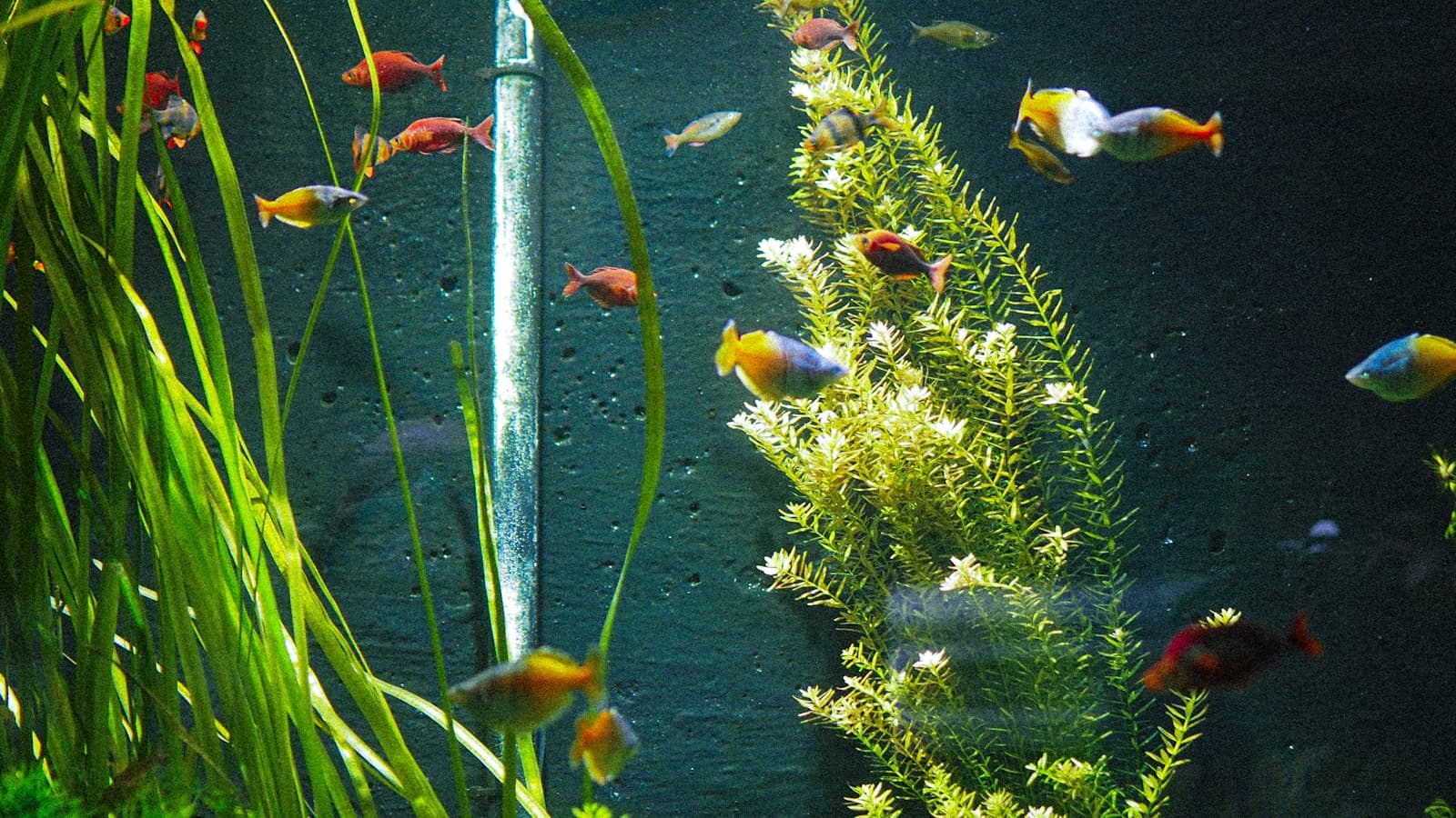 A colorful home aquarium tank filled with small tropical fish.