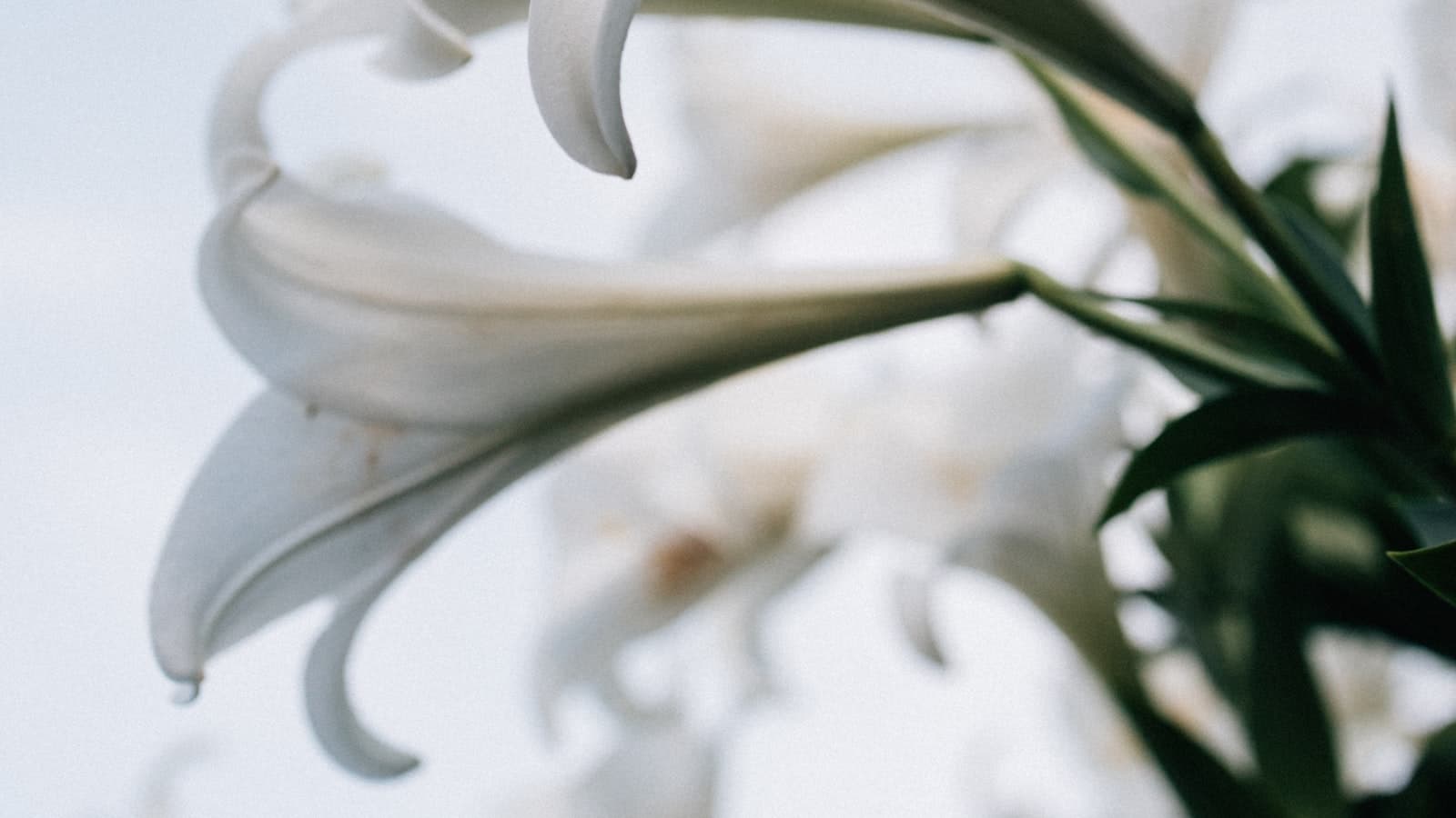 Close-up of delicate white lily blossoms against a soft pale sky, no text, logos, or people.
