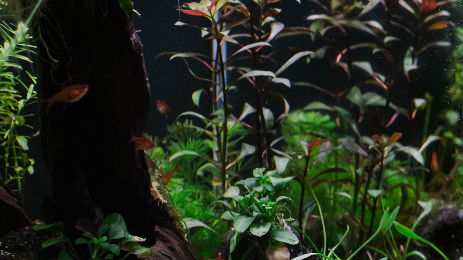 A well-planted home aquascape aquarium filled with plants and clear water.