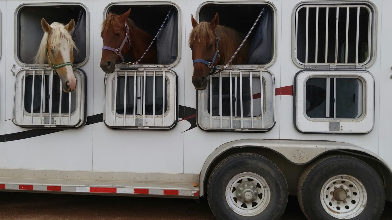 Three horses poke their heads out of the open windows of a white horse trailer.