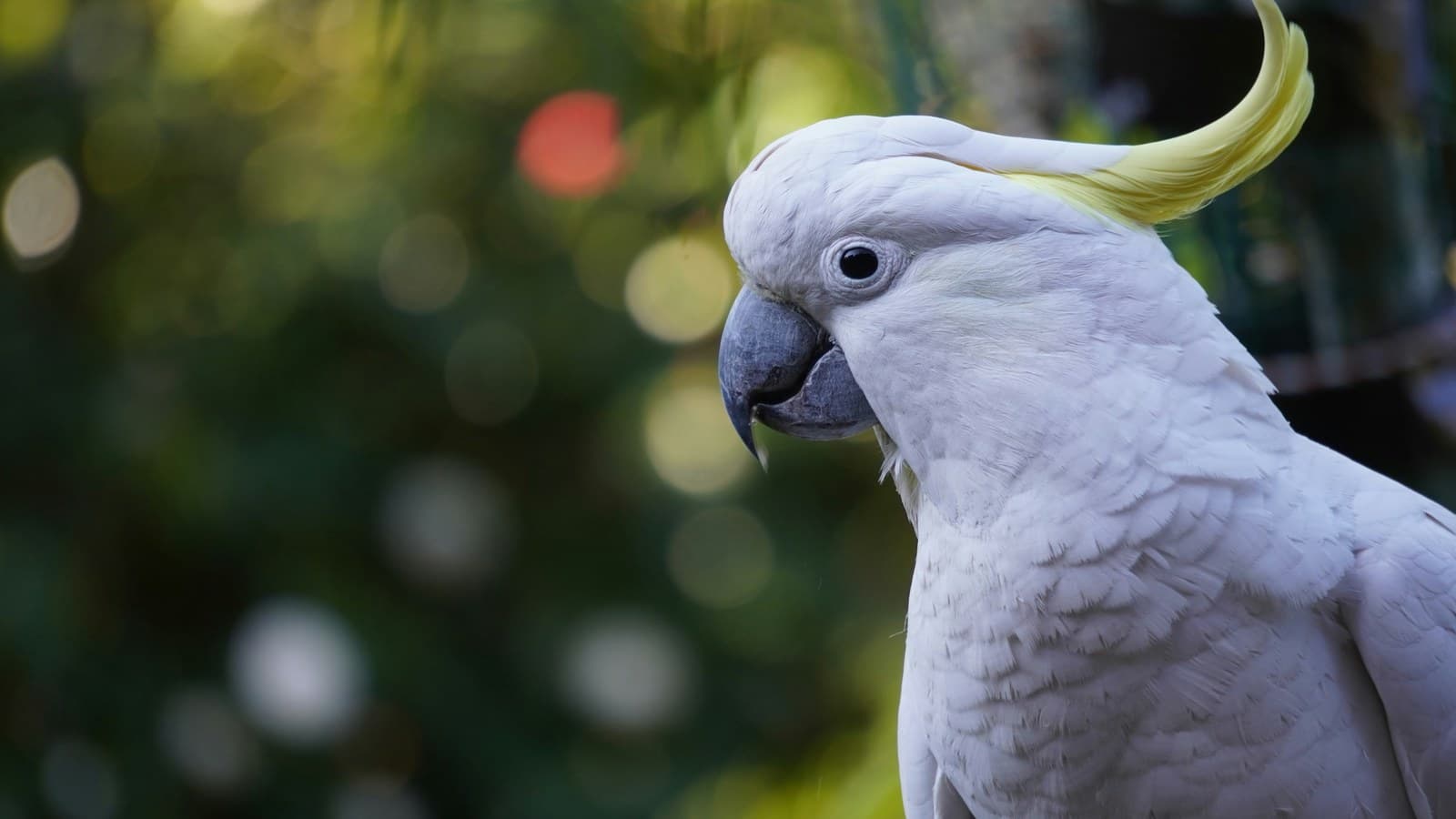A white cockatoo perched and looking toward the camera.