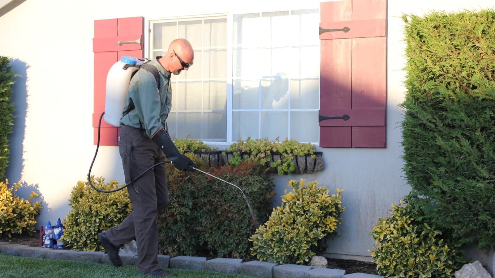 A technician with a backpack sprayer treating shrubs along a house's exterior wall.