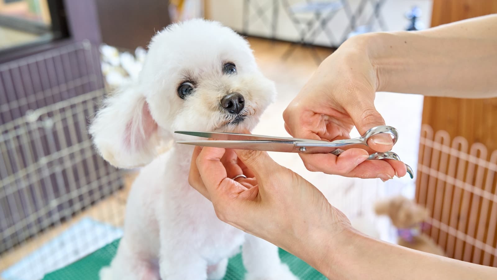 A small white dog having its fur trimmed with scissors by a groomer.