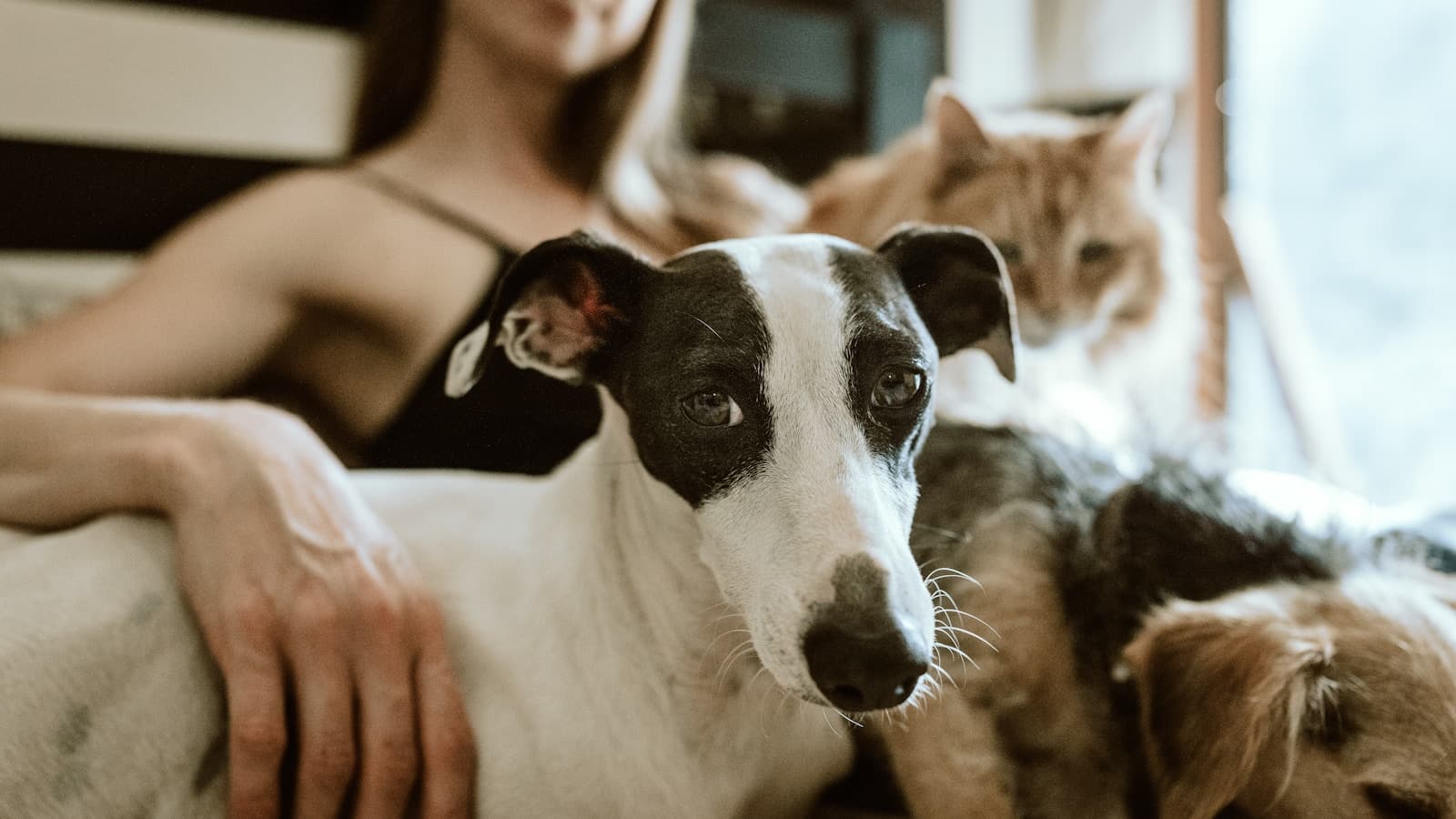 A woman sitting on the floor at home with her arm around a dog while a cat looks on.