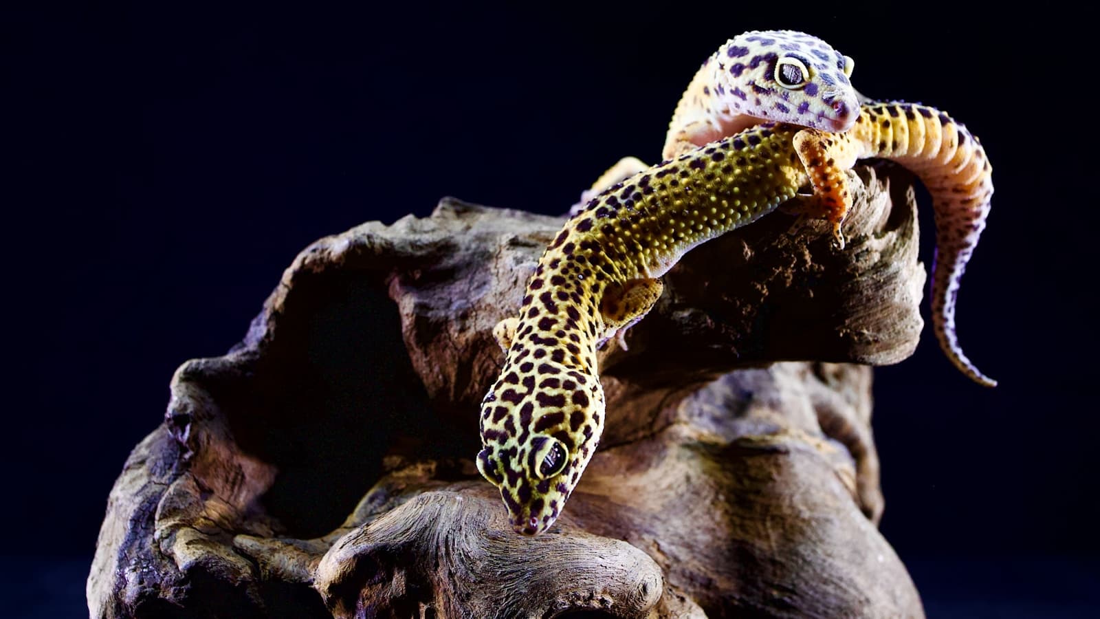 Two leopard geckos on driftwood decor against a dark background.