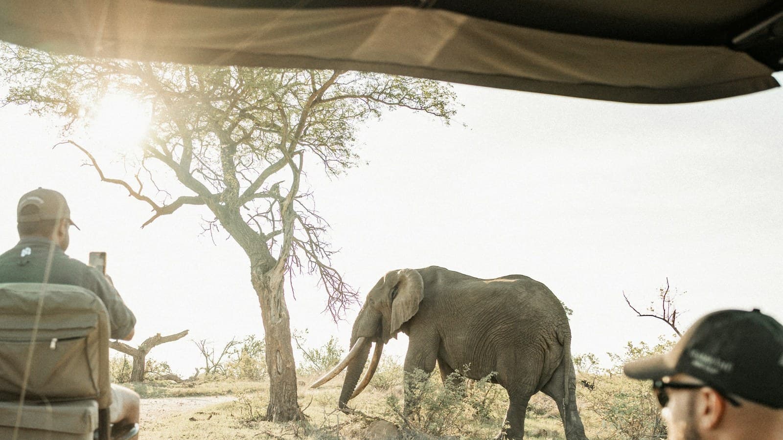 Safari visitors in an open-sided vehicle watching an elephant walk past a tree on a game drive.