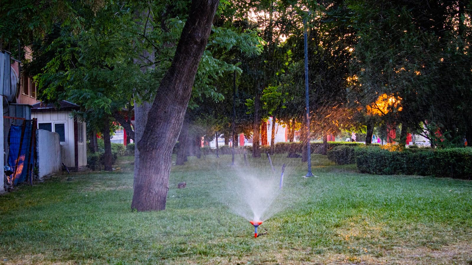 A lawn sprinkler arcing water across green grass at golden-hour sunset.
