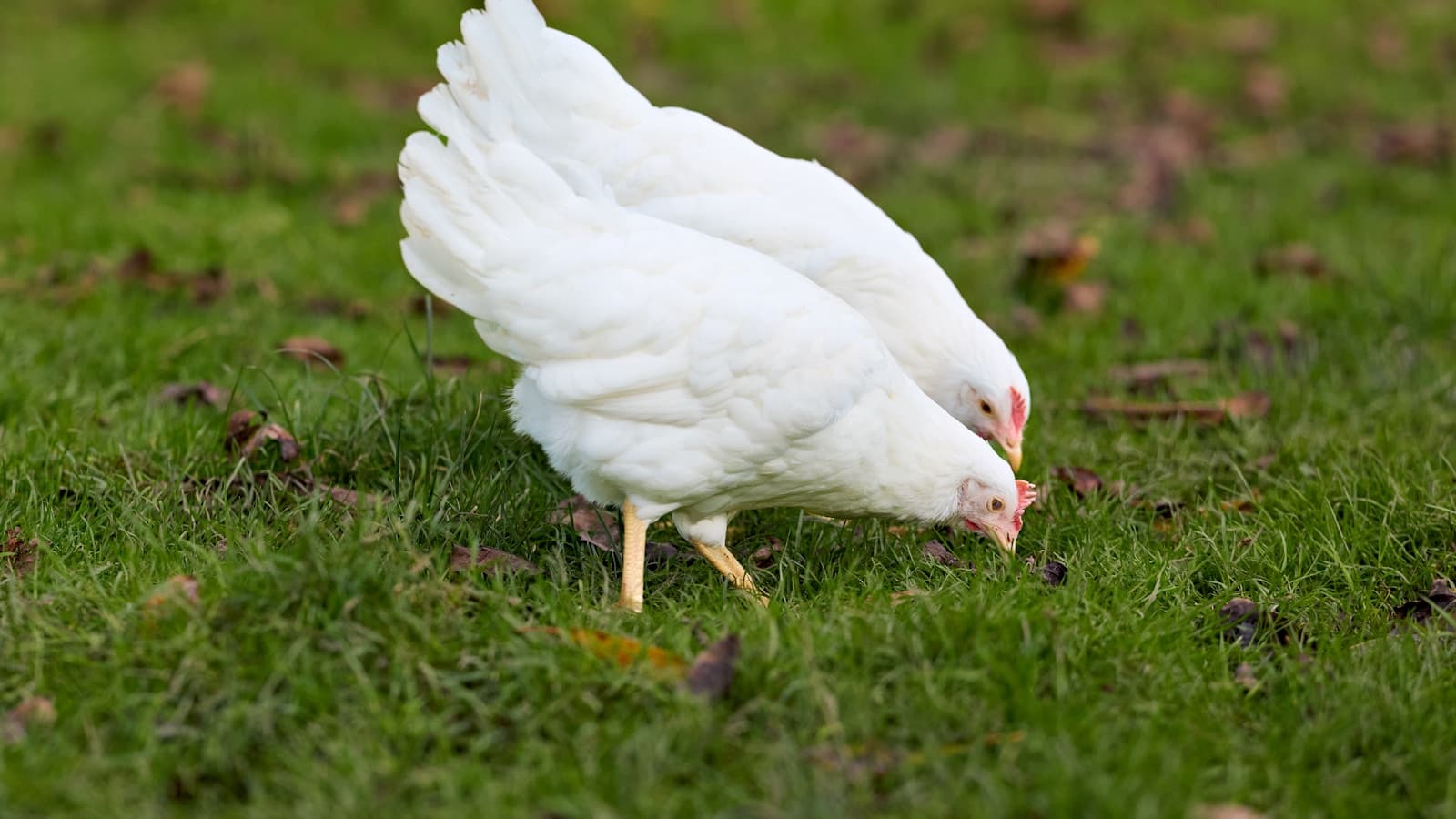 Two white chickens foraging together in a lush green grassy yard.
