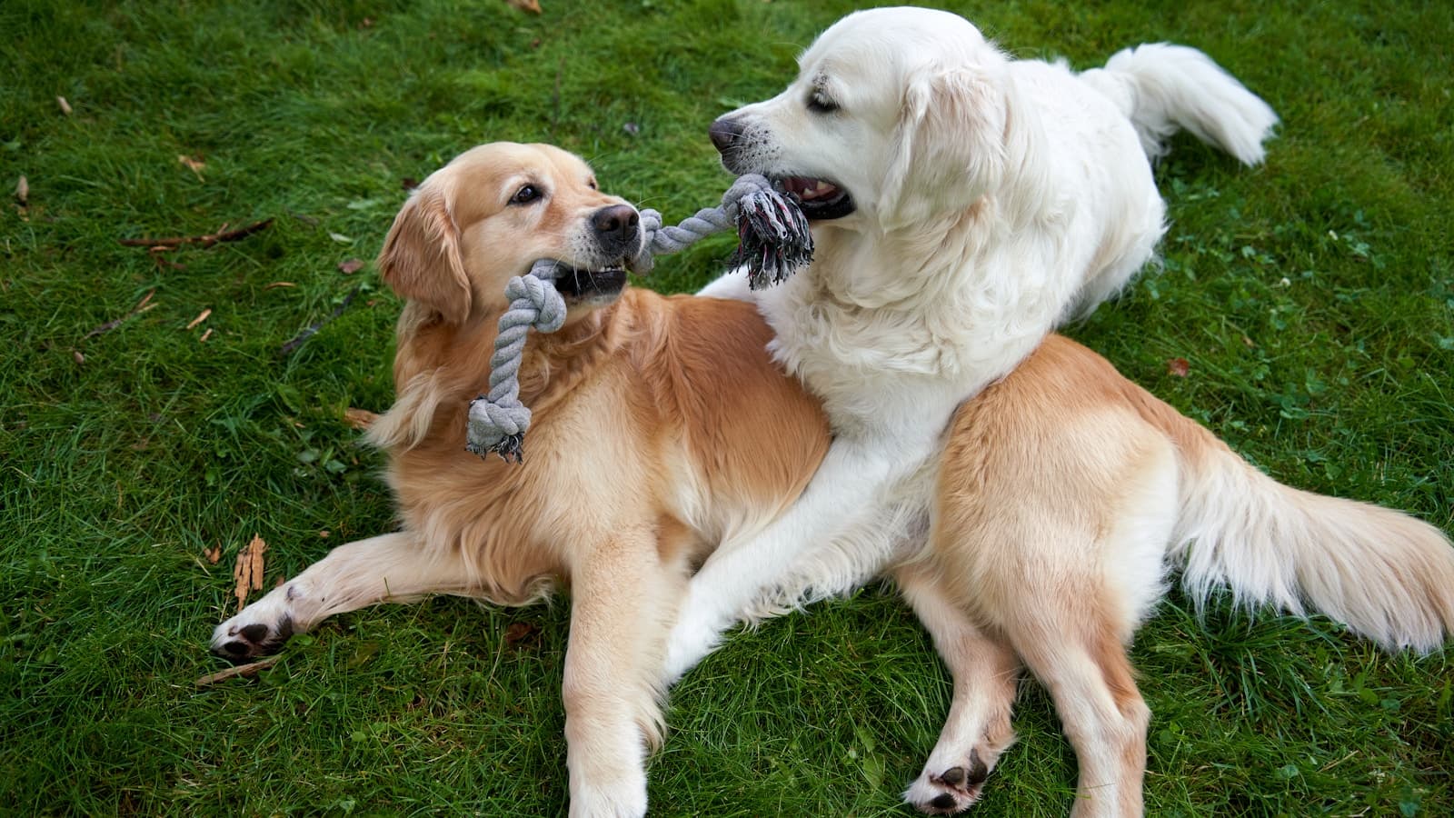 Two golden retrievers playing tug-of-war together on the grass.