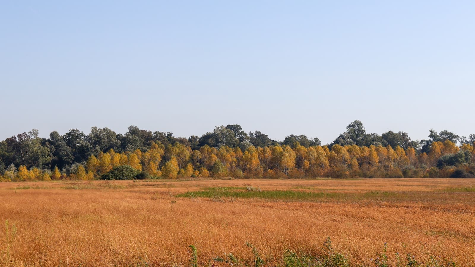 An open, undeveloped grassy field in golden autumn colors with a line of trees in the distance under a clear blue sky.
