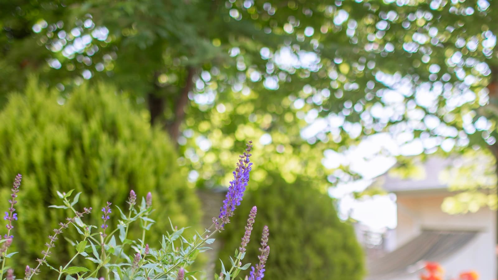 A lush residential garden with blooming purple salvia and orange flowers in the foreground and a manicured lawn beyond; no faces or text.