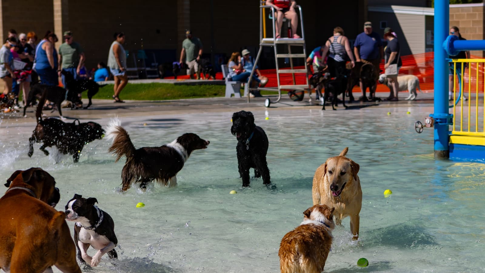 A group of dogs playing together in a supervised play area with people watching.