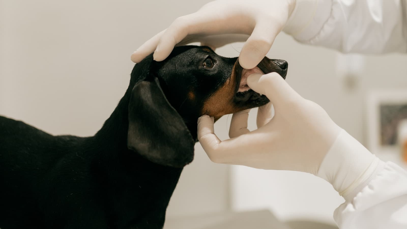 A veterinarian in gloves examining a black dachshund's teeth in a clinical setting.