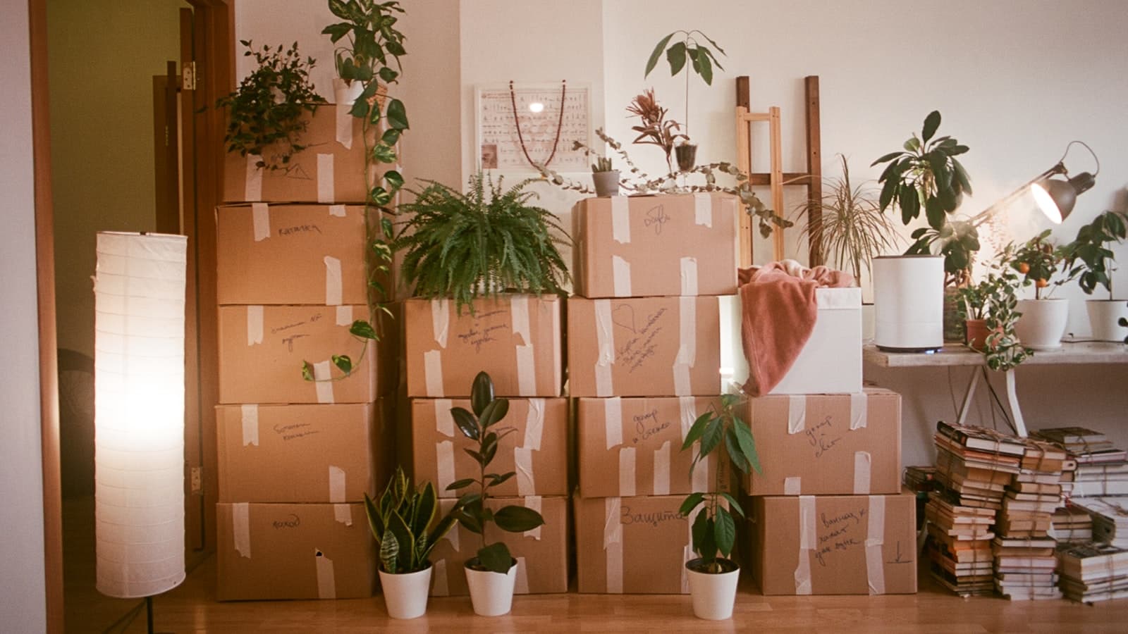 A room filled with neatly stacked, taped cardboard moving boxes surrounded by houseplants, books, and a warm floor lamp - no people, faces, or logos visible.