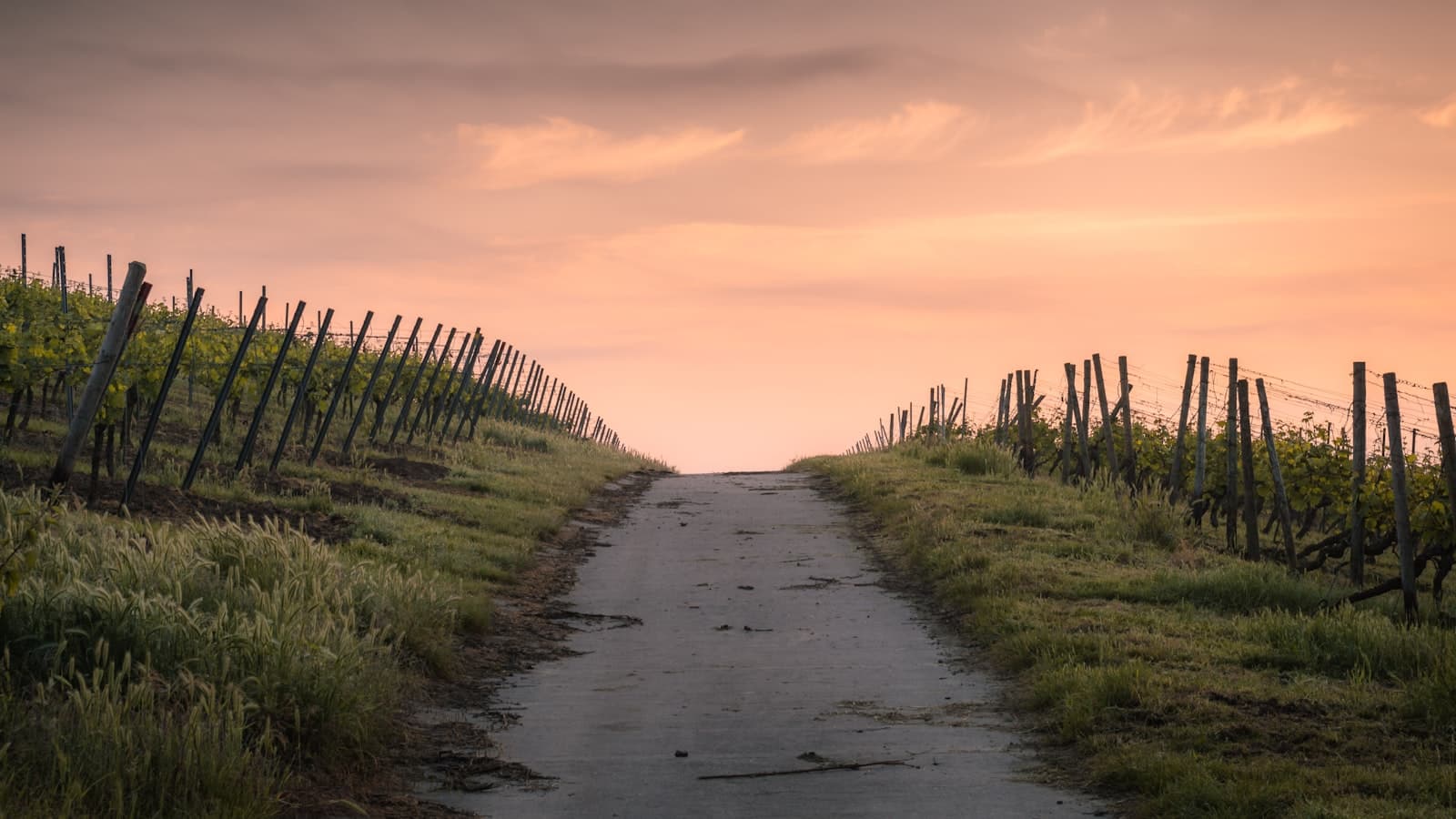 A dirt path through a vineyard at sunset, symbolizing a new direction; no people, text, or logos.