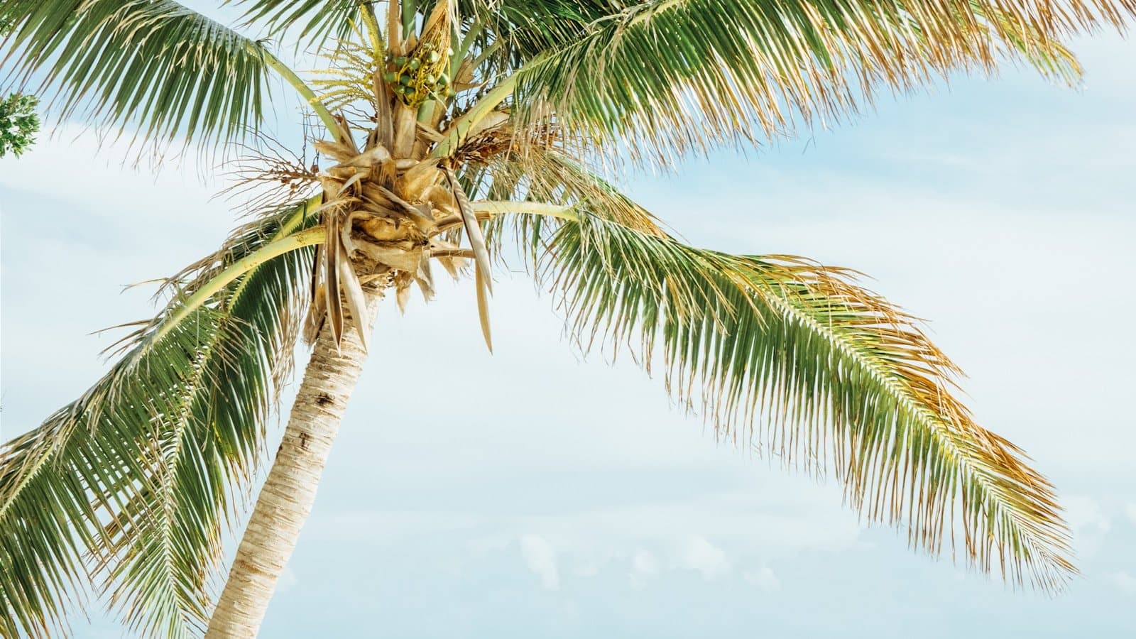 A coconut palm leaning over white sand and turquoise water in the Florida Keys.