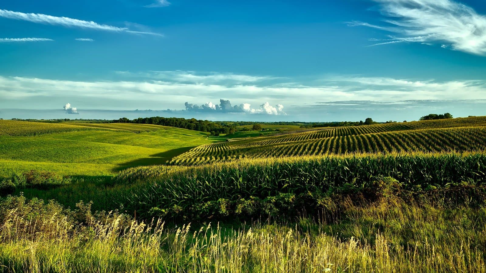 Rolling green cornfield hills under a bright blue sky in rural Iowa.