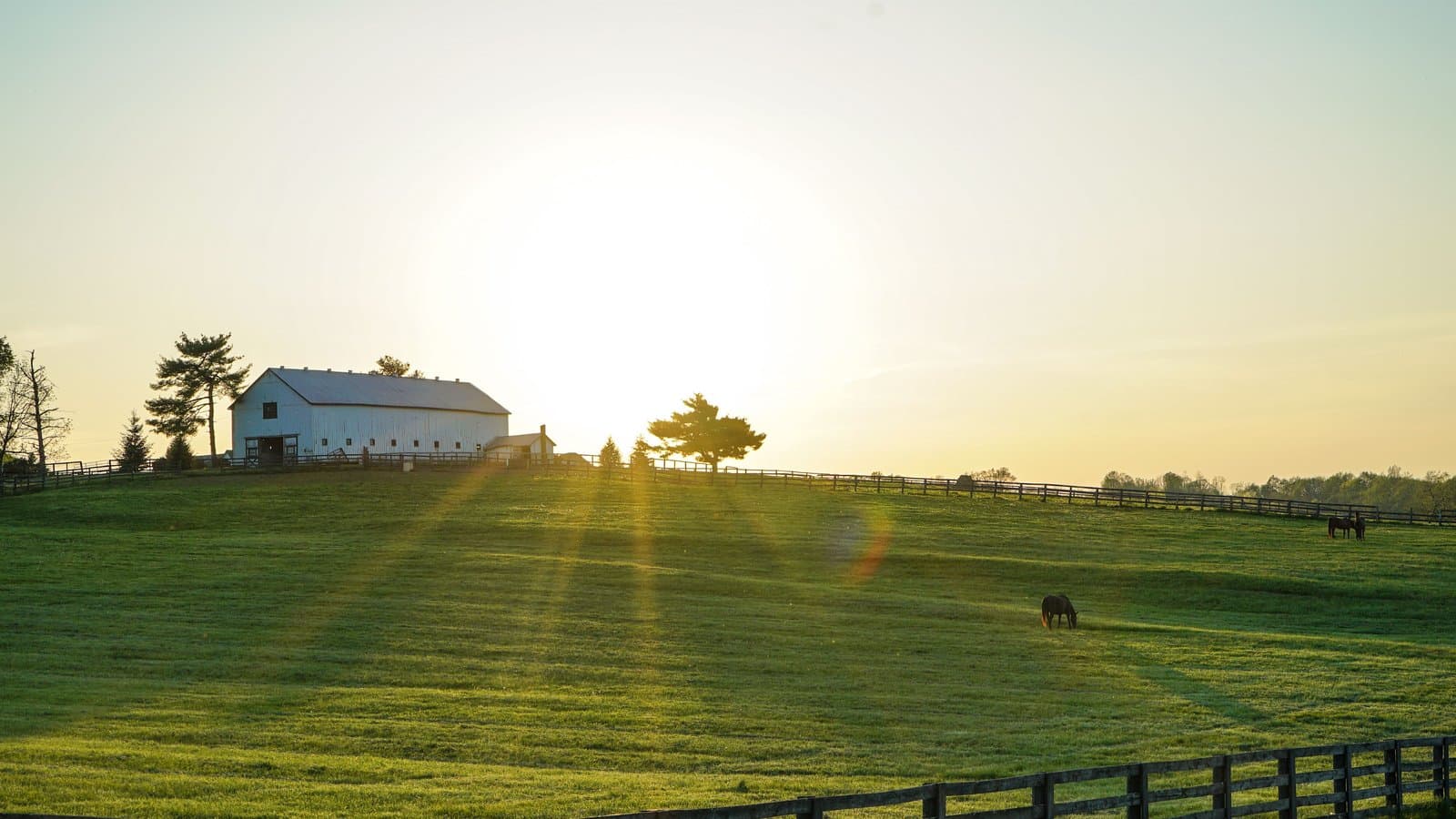 Sunrise over a Kentucky bluegrass horse farm with a white barn, wooden fences, and a horse grazing in the pasture.