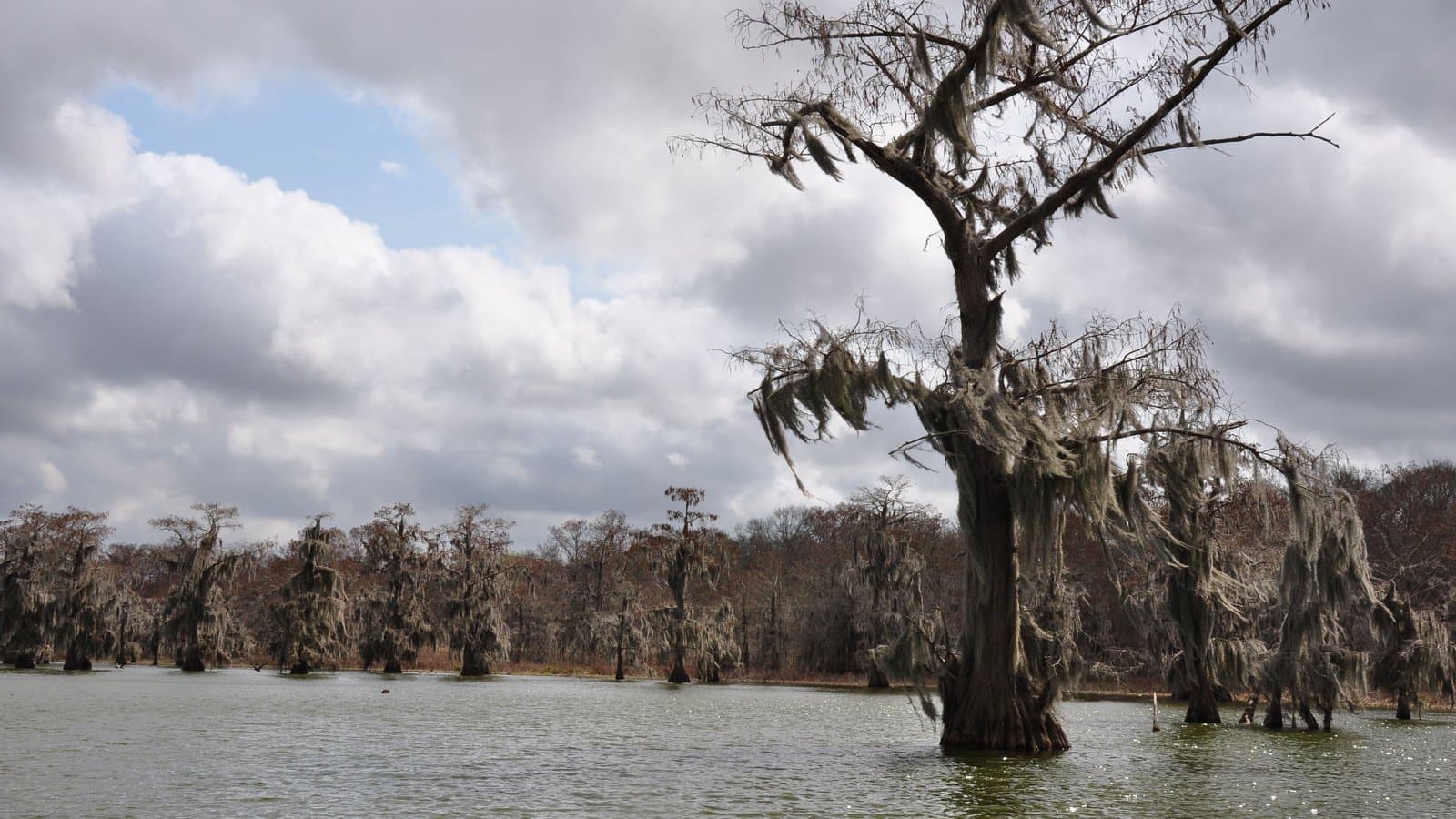 Bald cypress trees draped in Spanish moss standing in still swamp water under a cloudy sky.