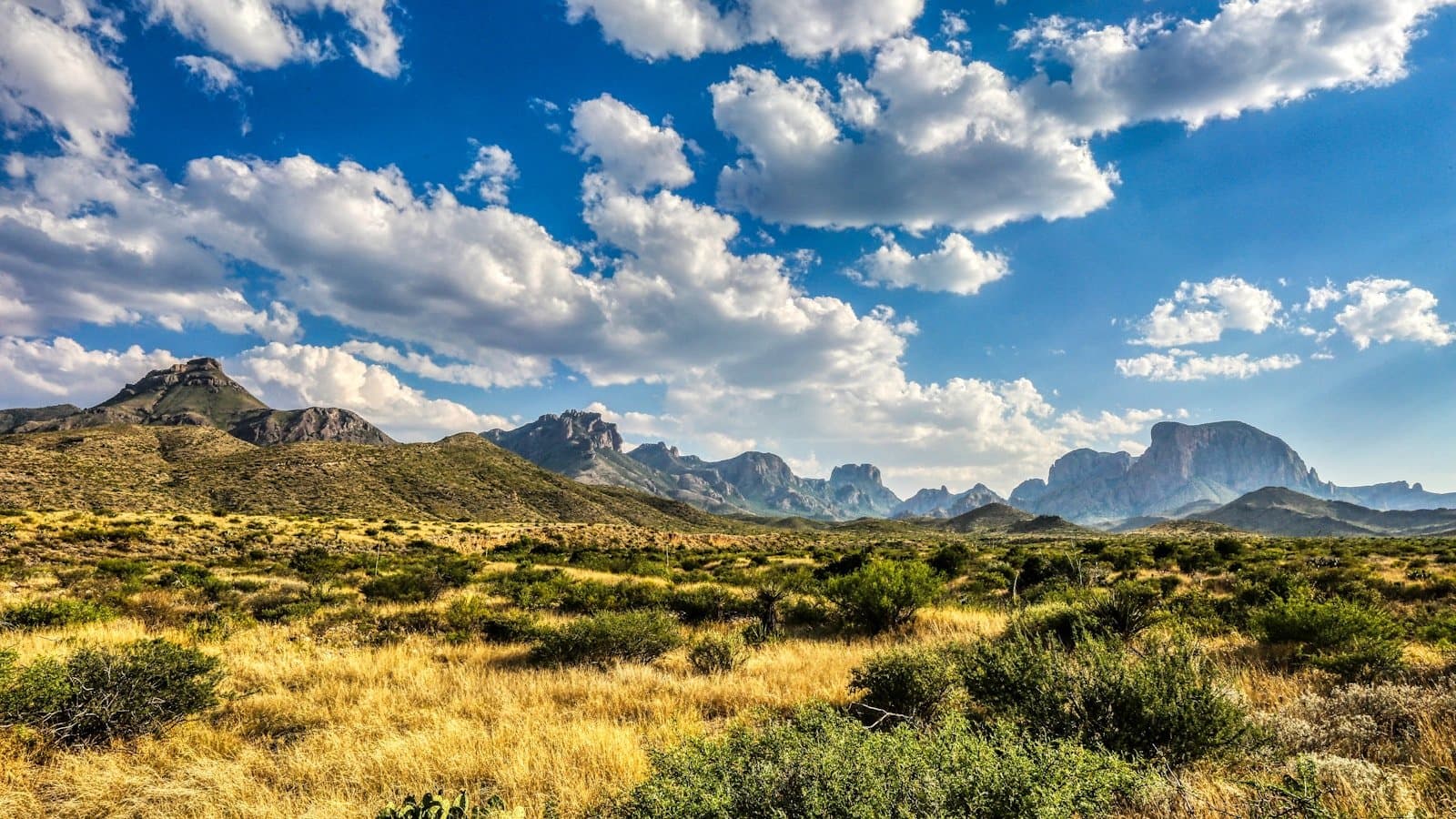 A wide desert landscape at Big Bend National Park with golden grassland, scrubby cacti, and the jagged Chisos Mountains.