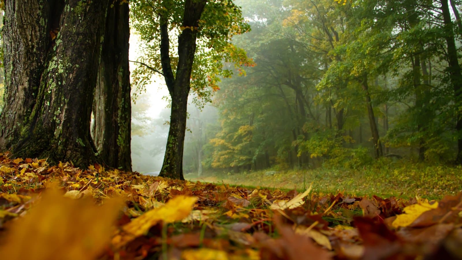 A misty forest floor blanketed in fallen autumn leaves at Shenandoah National Park, tree trunks fading into fog.