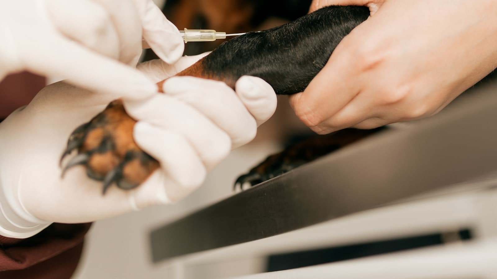 Gloved hands giving an injection to a dachshund during a veterinary procedure, with no human faces visible.