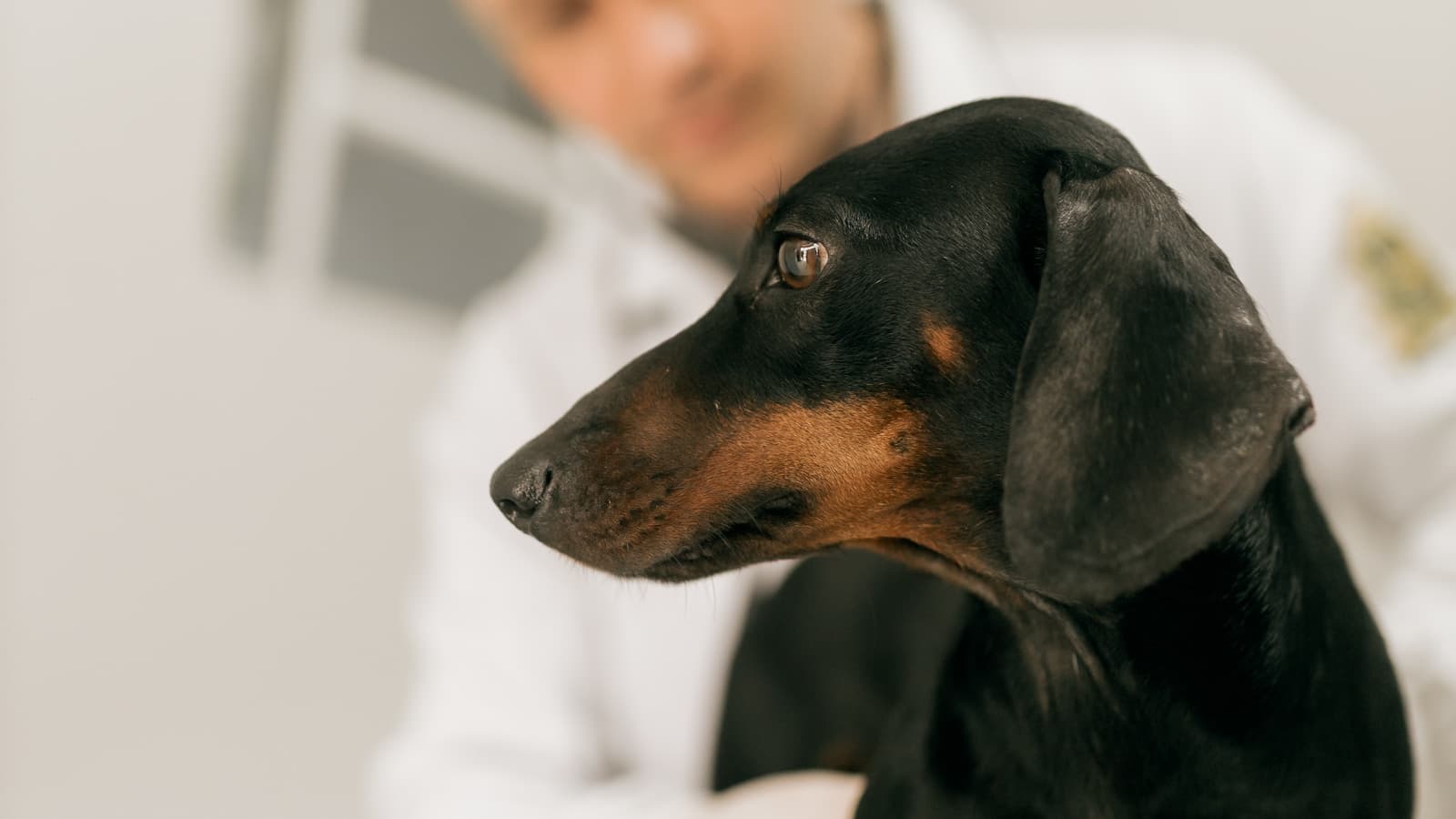 A vet in a white coat examining a dachshund close-up in a clean clinical room.
